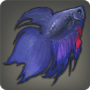 Betta mhigois