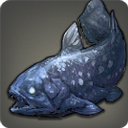 Coelacanthe